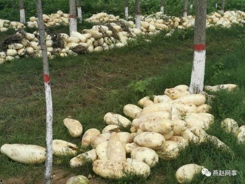 邯郸肥乡新瓜最新爆料,揭秘肥乡特色瓜果新风尚